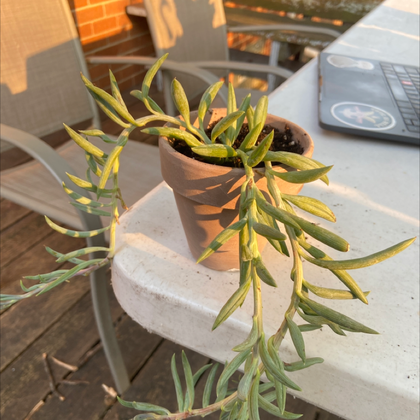 String of Bananas plant photo by @honeyyvoiced named Richard on Greg, the plant care app.
