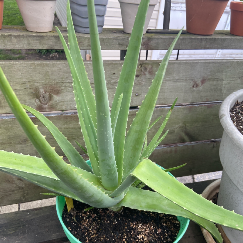 Aloe vera plant photo by @honeyyvoiced named Craig on Greg, the plant care app.