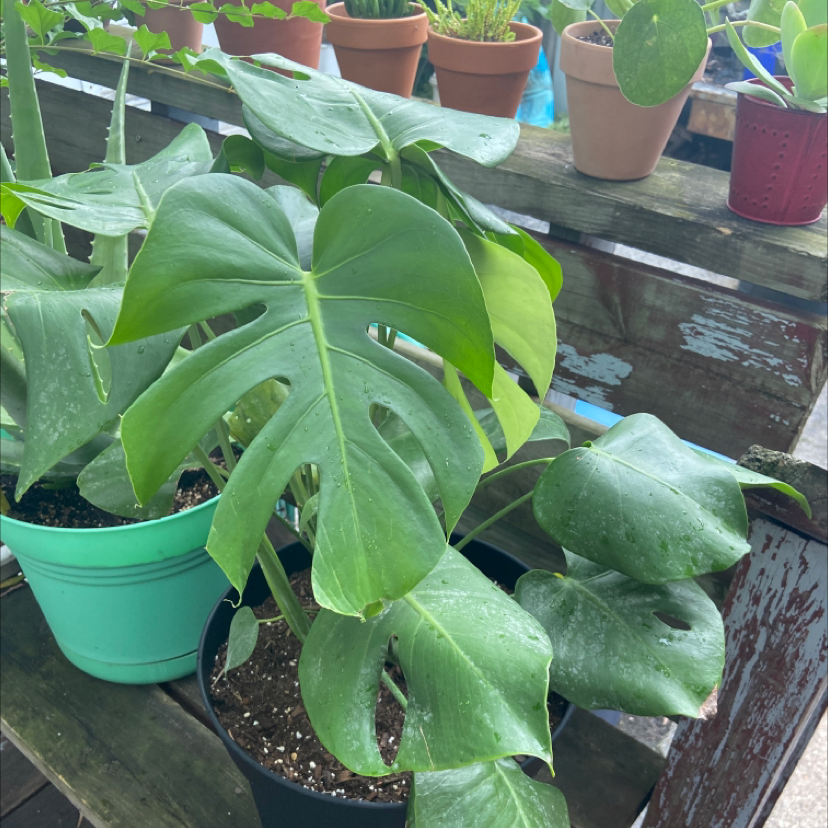 Monstera plant photo by @honeyyvoiced named Beetlejuice on Greg, the plant care app.