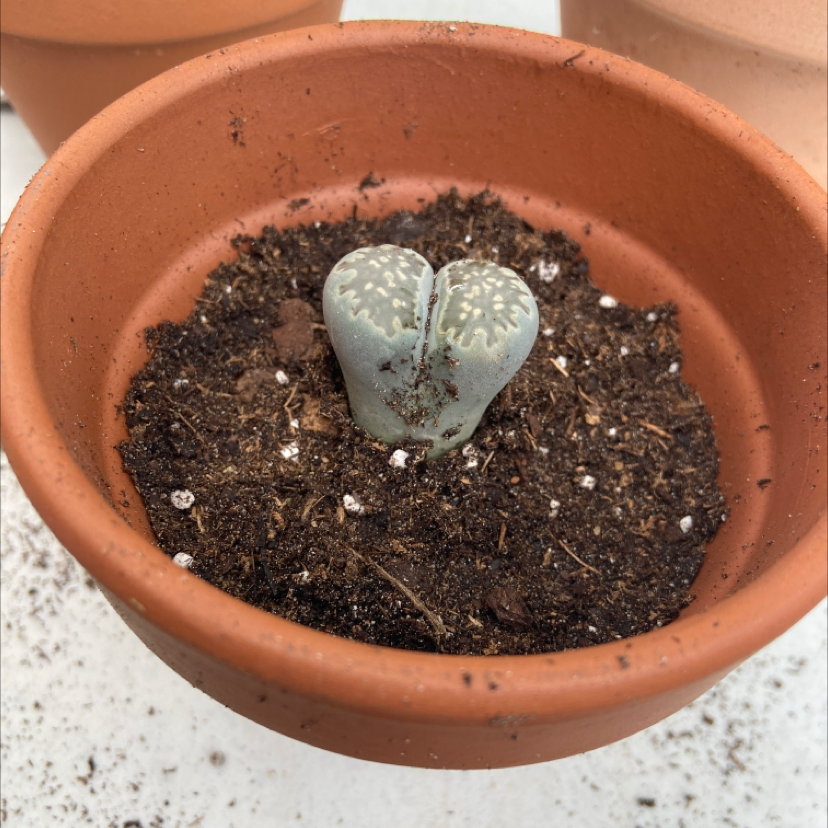 Living Stones plant photo by @honeyyvoiced named Zion on Greg, the plant care app.
