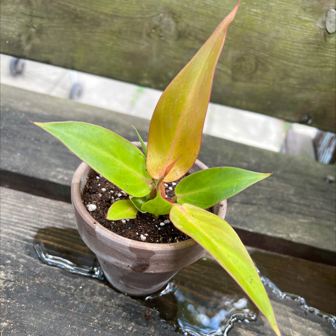Philodendron Red Sun plant in a small pot with vibrant green and red leaves.