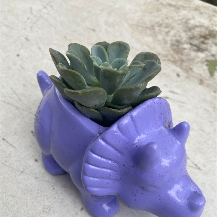 Ghost Echeveria plant photo by @honeyyvoiced named Marley on Greg, the plant care app.