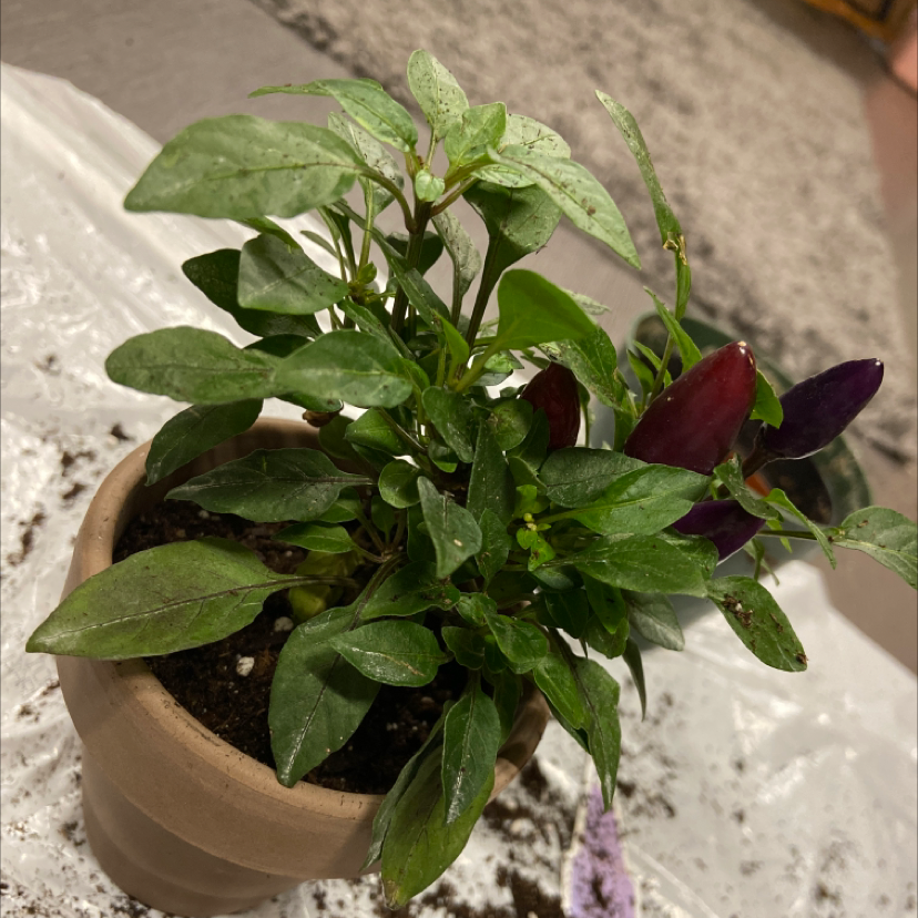 Ornamental Pepper plant photo by @honeyyvoiced named Pepper on Greg, the plant care app.
