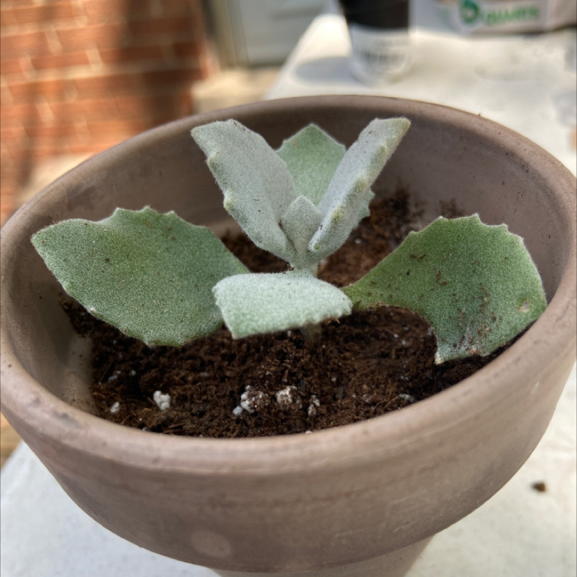 Felt Bush plant photo by @honeyyvoiced named Eros on Greg, the plant care app.