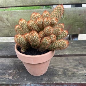 Lady Finger Cactus plant photo by @honeyyvoiced named Tiramisu on Greg, the plant care app.