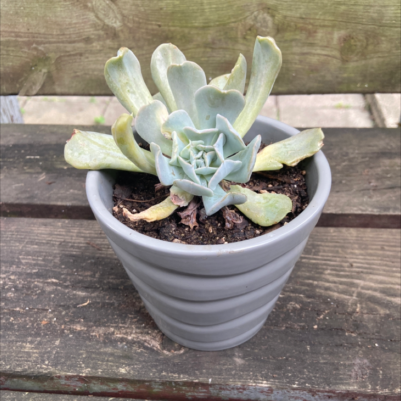 Echeveria Runyonii plant photo by @honeyyvoiced named Willow on Greg, the plant care app.