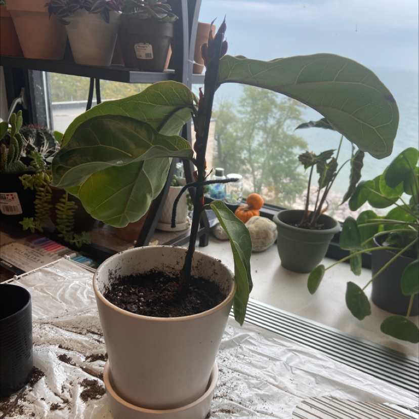 Fiddle Leaf Fig plant photo by @honeyyvoiced named Fiona on Greg, the plant care app.