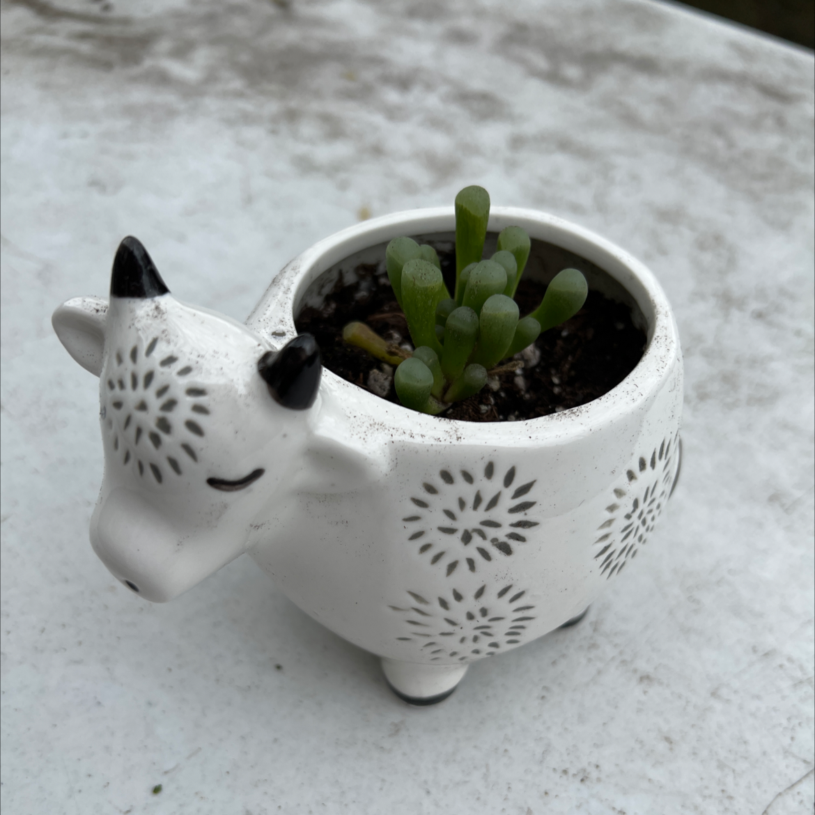 Baby Toes plant in a decorative animal-shaped pot, healthy and well-framed.