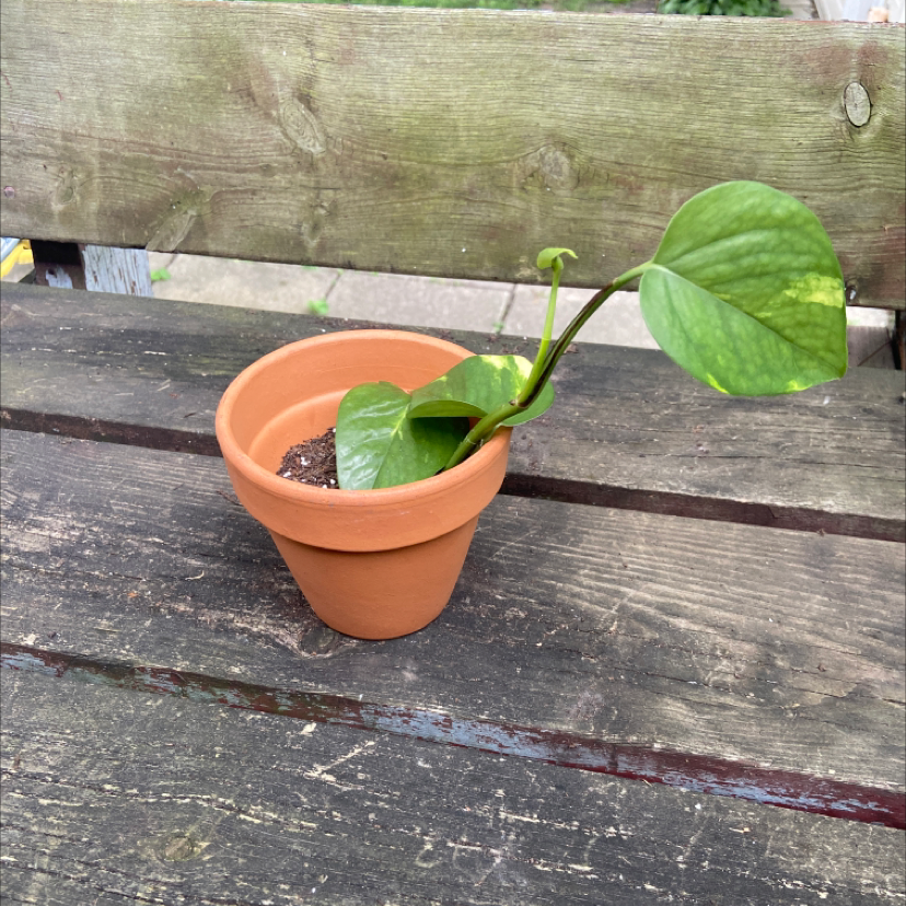 Taro Vine plant photo by @honeyyvoiced named Edgar on Greg, the plant care app.