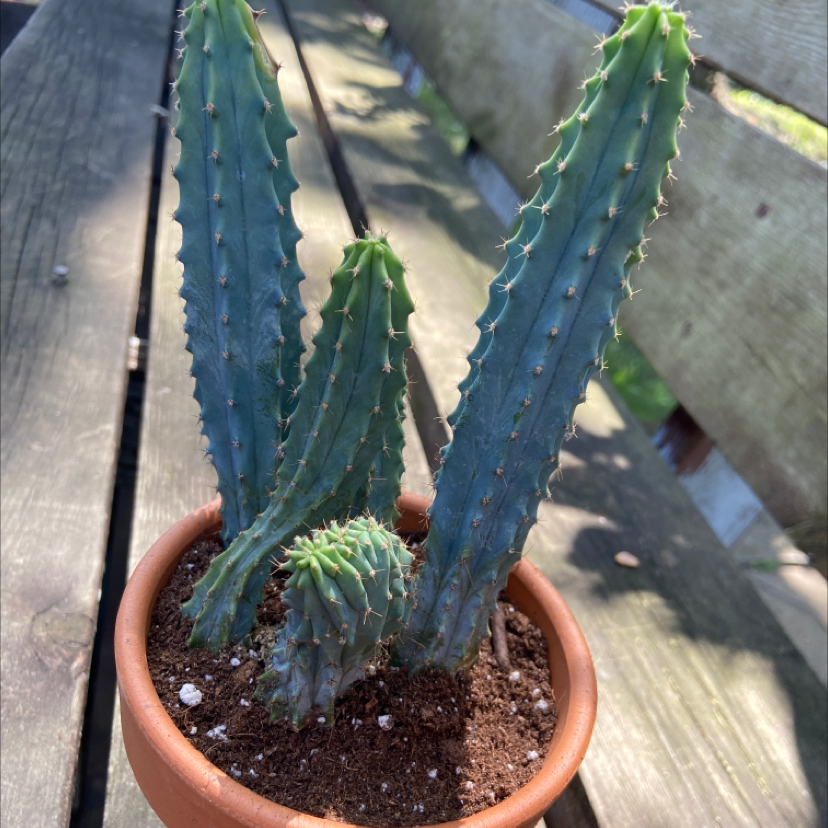 San Pedro Cactus plant photo by @honeyyvoiced named Dionysus on Greg, the plant care app.