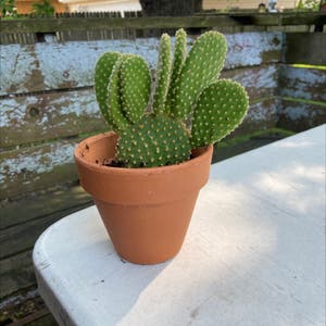 Bunny Ears Cactus plant photo by @honeyyvoiced named Bunny on Greg, the plant care app.