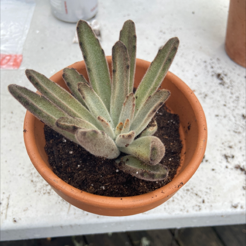 Panda Plant plant photo by @honeyyvoiced named Peanut Jr. on Greg, the plant care app.