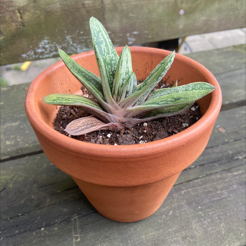 Gasteria 'Little Warty' plant photo by @honeyyvoiced named Hades on Greg, the plant care app.