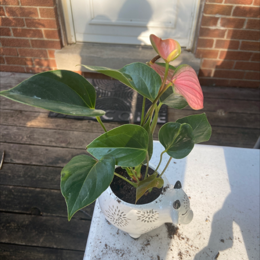 Painter's Palette plant photo by @honeyyvoiced named Misfit on Greg, the plant care app.