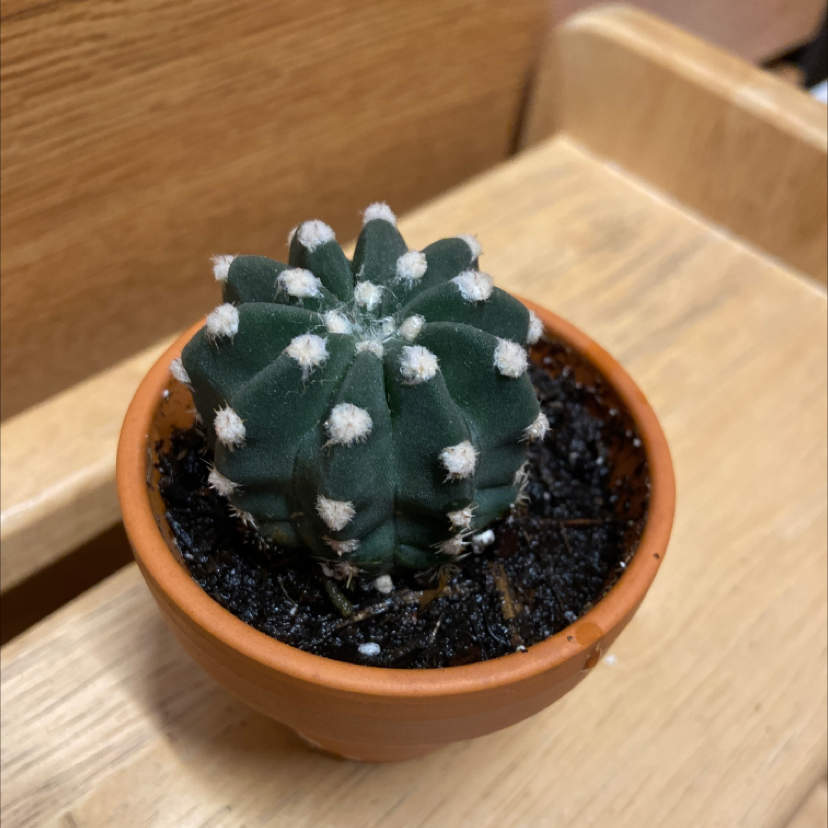Rainbow Burst plant photo by @honeyyvoiced named Boris on Greg, the plant care app.