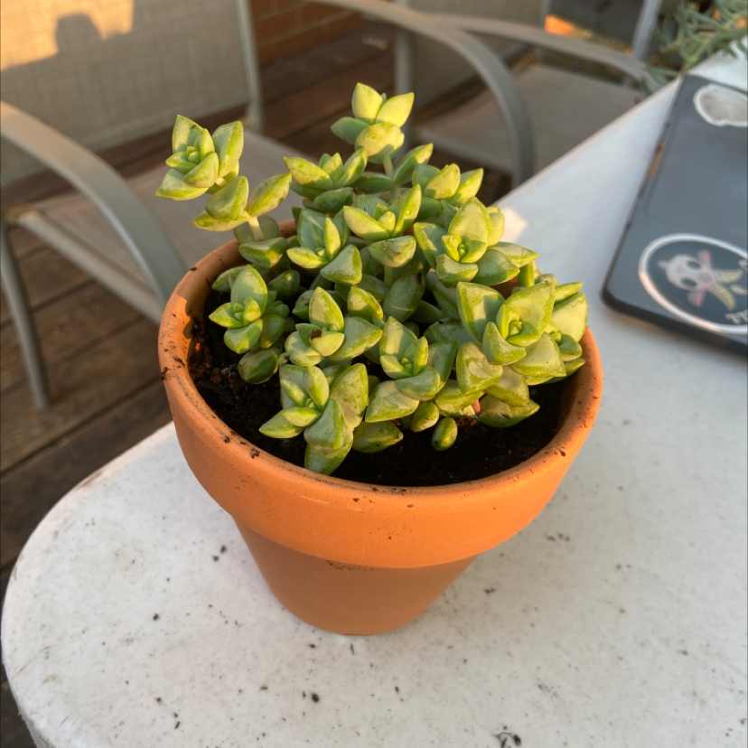 String of Buttons plant photo by @honeyyvoiced named Benjamin Button on Greg, the plant care app.