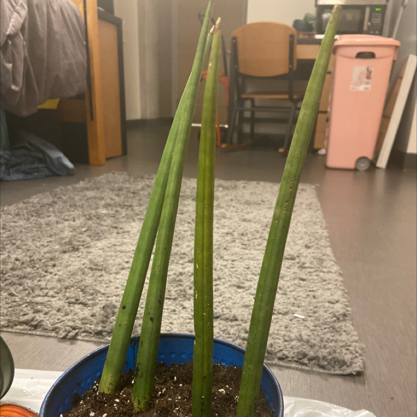 Cylindrical Snake Plant plant photo by @honeyyvoiced named Spike on Greg, the plant care app.