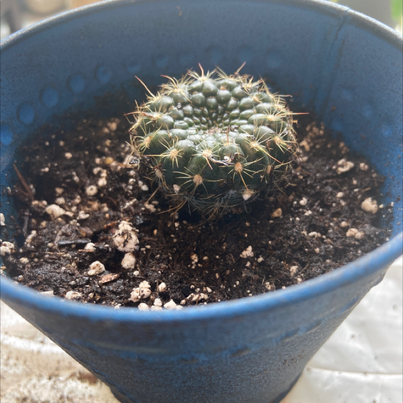 Sun Cup plant photo by @honeyyvoiced named Stanley on Greg, the plant care app.