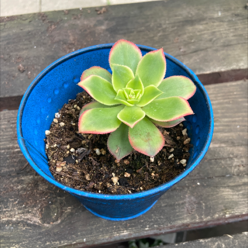 Haworth's Aeonium plant photo by @honeyyvoiced named Bodhi on Greg, the plant care app.