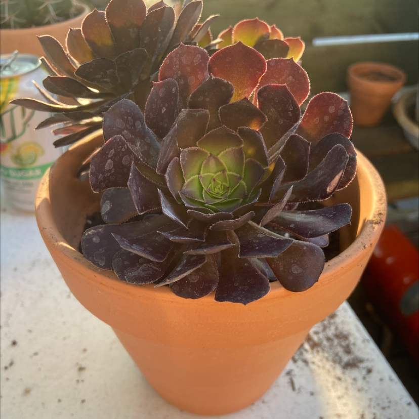 Aeonium arboreum 'Zwartkop' plant photo by @honeyyvoiced named Zoey on Greg, the plant care app.