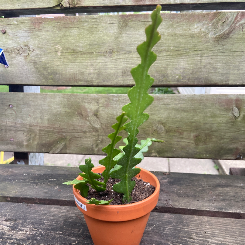 Fishbone Cactus plant photo by @honeyyvoiced named Fred on Greg, the plant care app.
