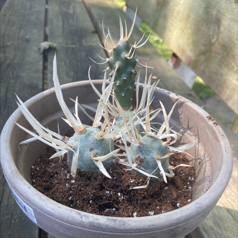 Paper Spine Cactus plant photo by @honeyyvoiced named Edward on Greg, the plant care app.