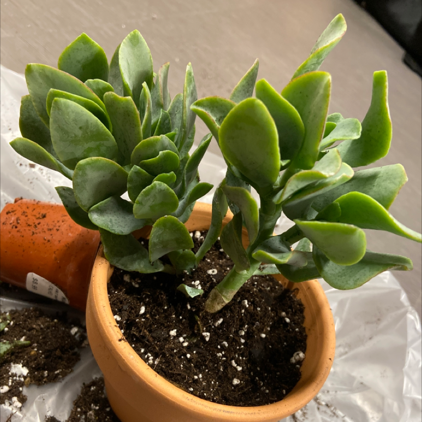Silver Dollar Plant plant photo by @honeyyvoiced named Delilah on Greg, the plant care app.