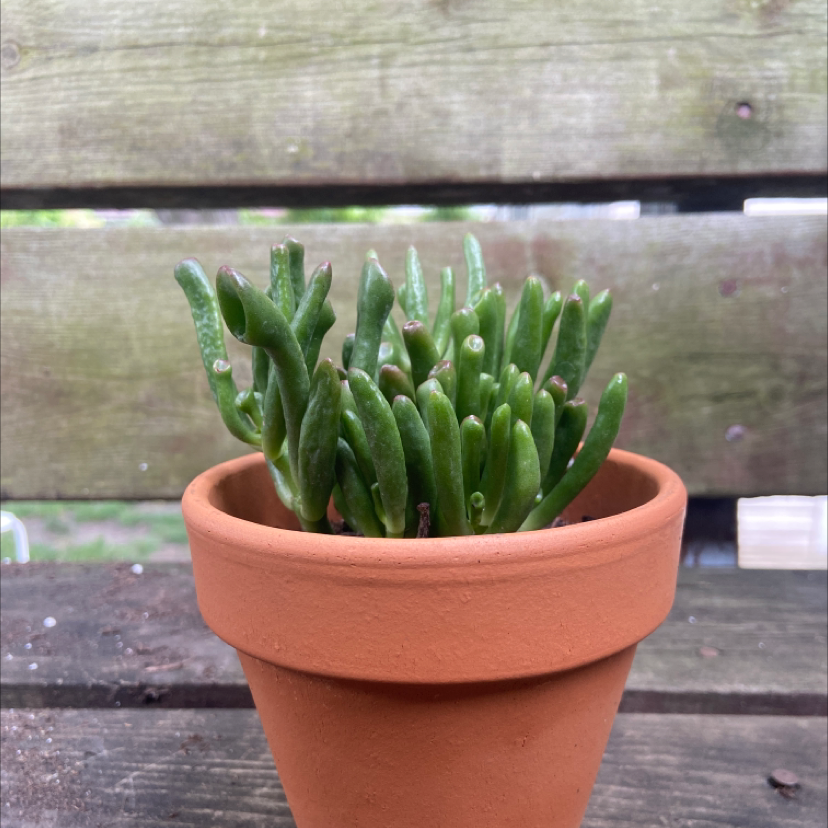 Finger Jade plant photo by @honeyyvoiced named Winston on Greg, the plant care app.