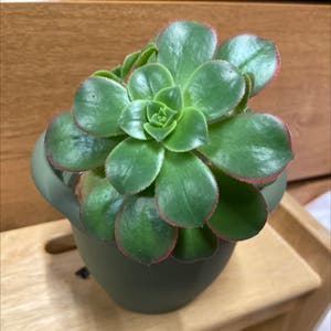 Aeonium Arboreum plant photo by @honeyyvoiced named Bodhi on Greg, the plant care app.