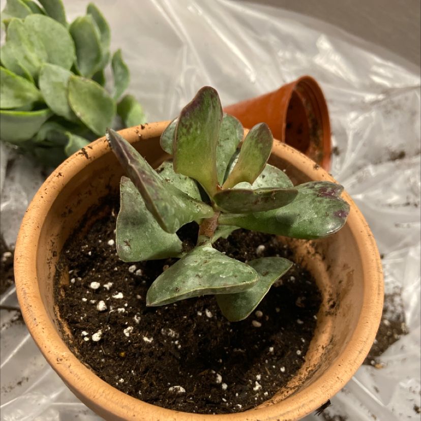 Calico Hearts plant photo by @honeyyvoiced named Kali on Greg, the plant care app.