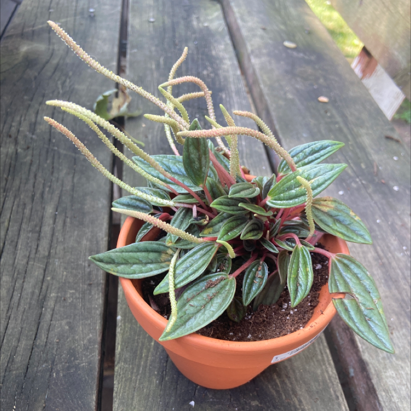 Emerald Ripple Peperomia plant photo by @honeyyvoiced named Saoirse on Greg, the plant care app.