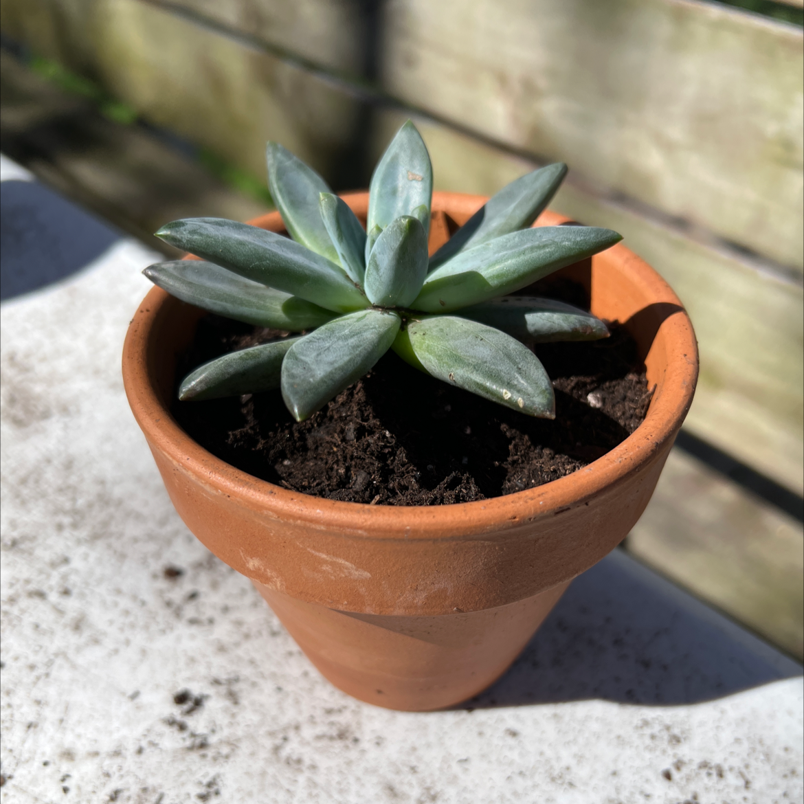 Pachyveria Little Jewel succulent in a terracotta pot with healthy green leaves.