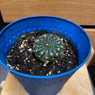 Little Nipple Cactus plant in Kenosha, Wisconsin