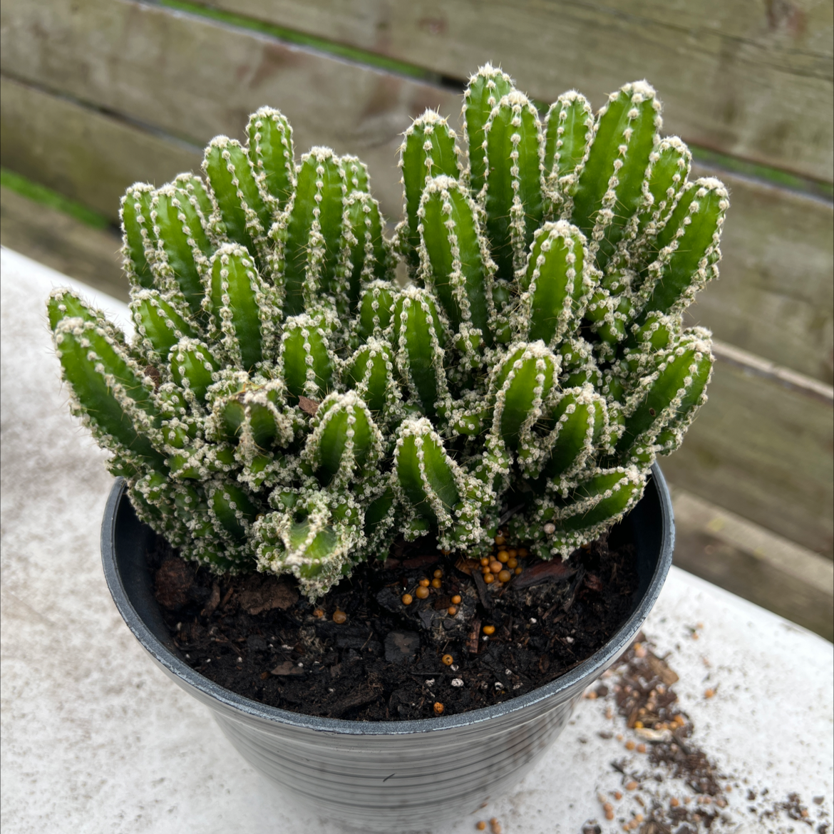 Photo of the plant species Fairy Castle Cactus by @honeyyvoiced named Bentley on Greg, the plant care app