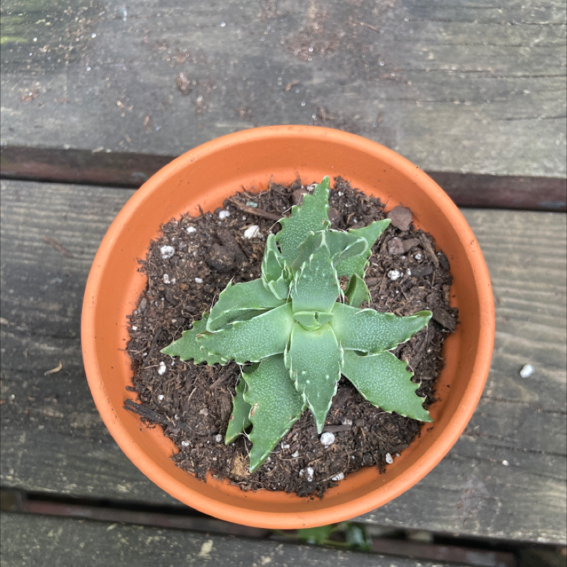 Tiger's Jaw plant photo by @honeyyvoiced named Sheldon on Greg, the plant care app.