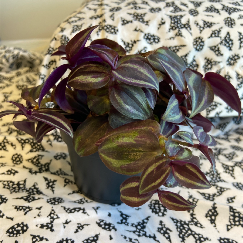 Spiderwort plant photo by @honeyyvoiced named Heather on Greg, the plant care app.