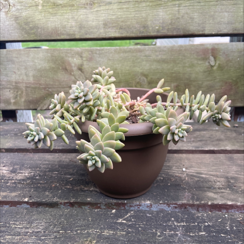 Burro's Tail plant photo by @honeyyvoiced named Da Vinci on Greg, the plant care app.