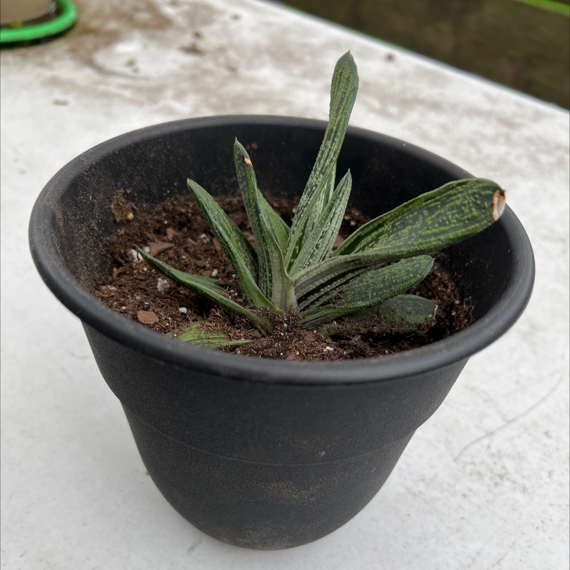 Gasteria 'Little Warty' plant in a black pot with visible soil, well-framed and in focus.