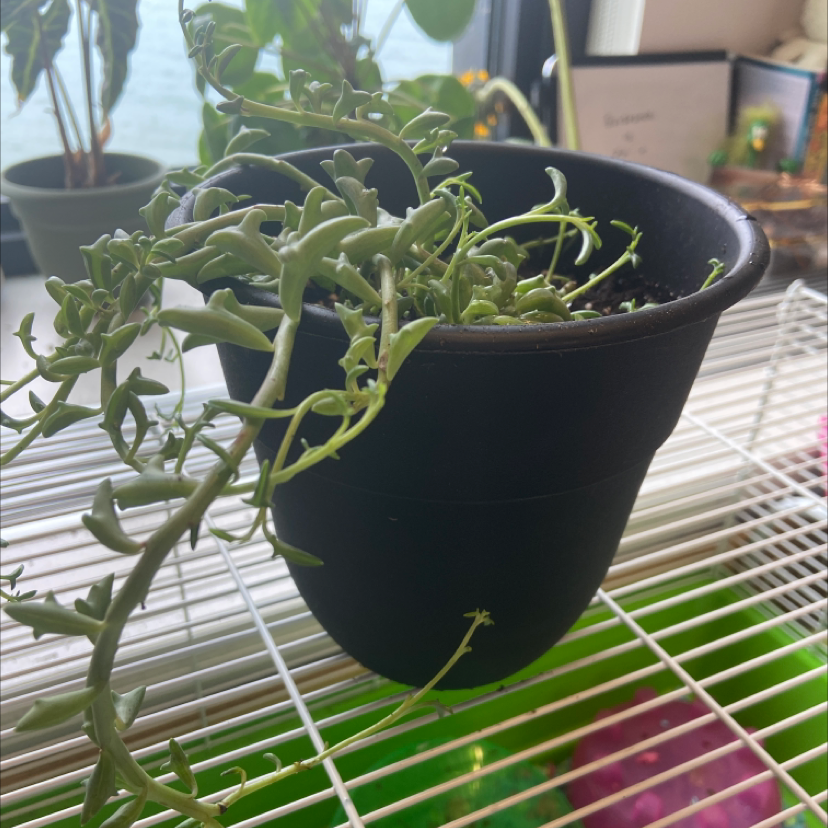 String of Dolphins plant photo by @honeyyvoiced named Dorian on Greg, the plant care app.