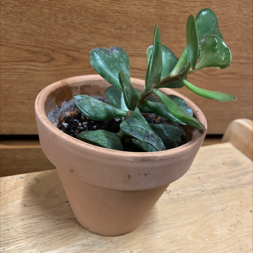 Potted Calico Hearts plant with heart-shaped leaves, healthy and well-framed.