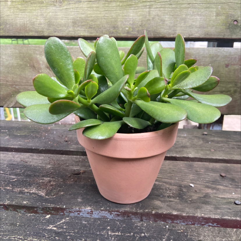 Lucky Plant plant photo by @honeyyvoiced named Emerson on Greg, the plant care app.