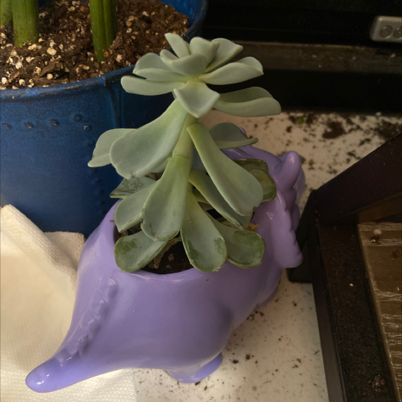 Ghost Echeveria plant in a purple animal-shaped pot, appears healthy.