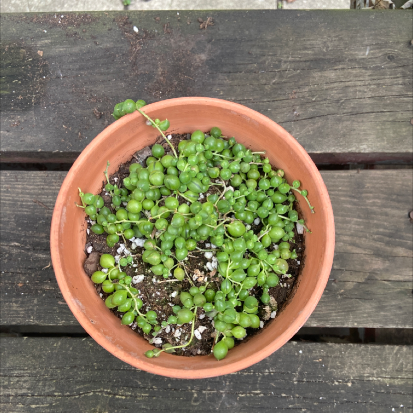 String of Pearls plant photo by @honeyyvoiced named Persephone on Greg, the plant care app.