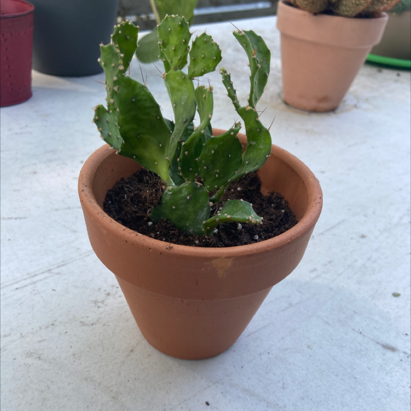 Brazilian Pricklypear plant photo by @honeyyvoiced named Plato on Greg, the plant care app.
