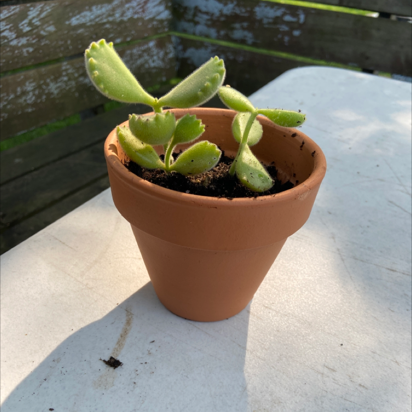 Bear's Paw plant photo by @honeyyvoiced named Barry on Greg, the plant care app.