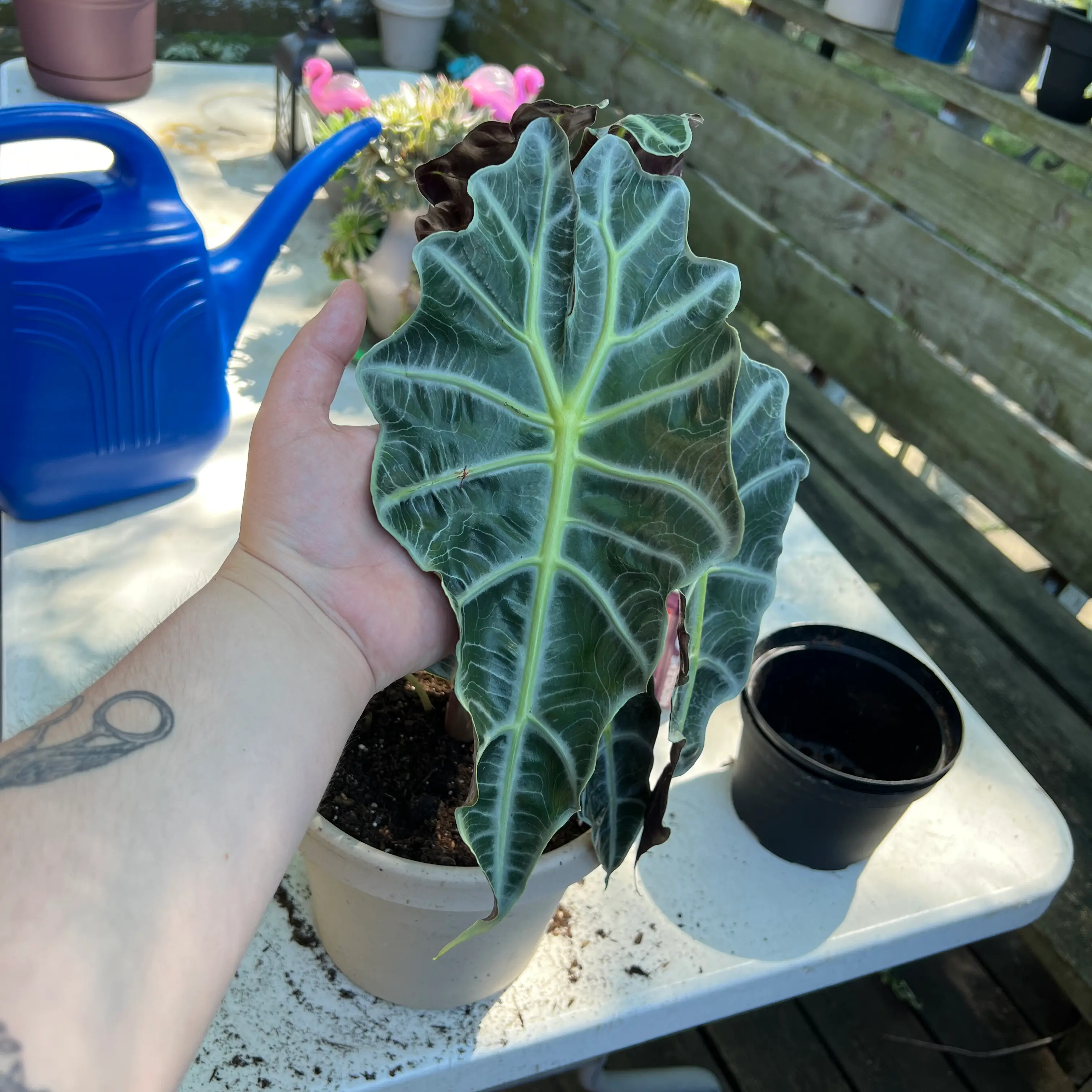 Alocasia Amazonica 'Polly' plant with a prominent leaf being held by a hand. Soil is visible.
