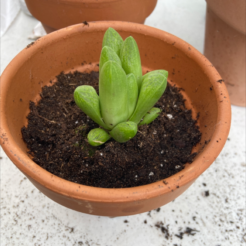 Windowpane Plant plant photo by @honeyyvoiced named Koda on Greg, the plant care app.