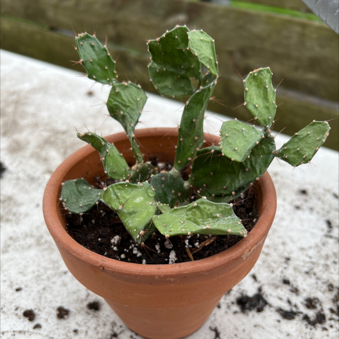 Potted Brazilian Pricklypear cactus with green segments in a terracotta pot.