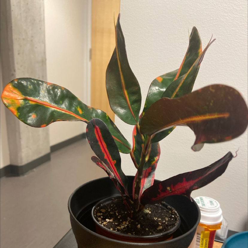Bush on Fire Croton plant photo by @honeyyvoiced named Crouton on Greg, the plant care app.