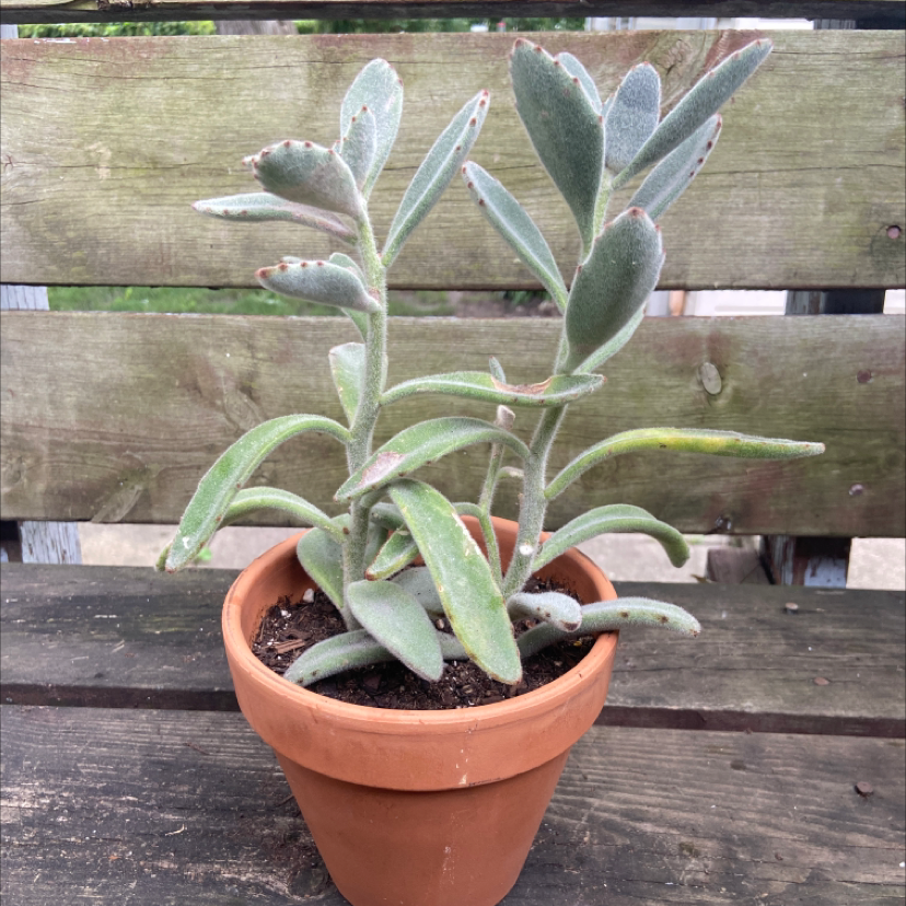 Panda Plant plant photo by @honeyyvoiced named Peanut on Greg, the plant care app.